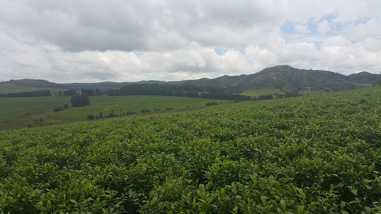 Tea fields and mountains on the Mambilla Plateau in Taraba State